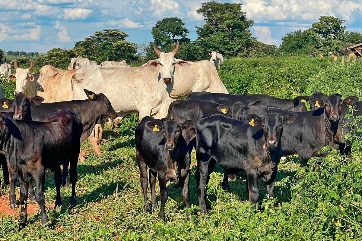 2.000 animais estão no Leilão Qualidade Total